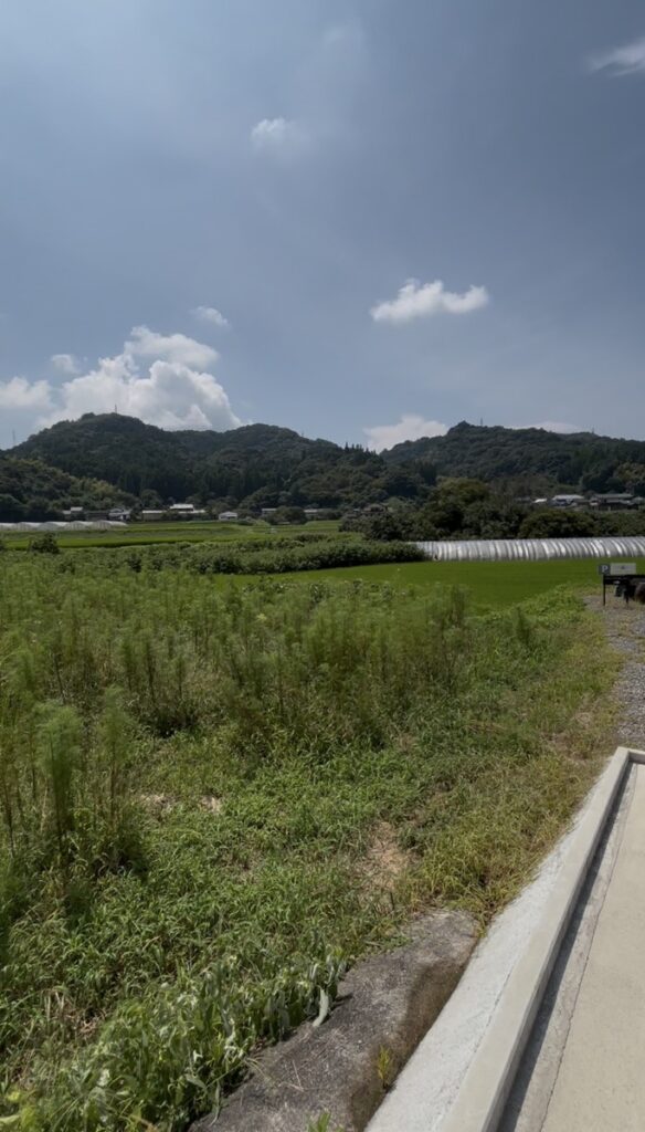 名尾手すき和紙-梶が育つ庭